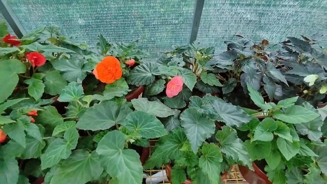 Бегония высажена в кашпо на постоянное место.Основные ошибки при выращивании бегоний.Обзор цветения смотреть онлайн