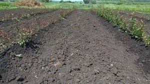 КАК ВЫРАСТИТЬ:КАРЛИКОВЫЙ,ПОЛУКАРЛИКОВЫЙ,КЛОНОВЫЙ ПОДВОЙ.КАК РАЗМНОЖИТЬ КЛОНОВЫЕ ПОДВОИ.62-396,54-11