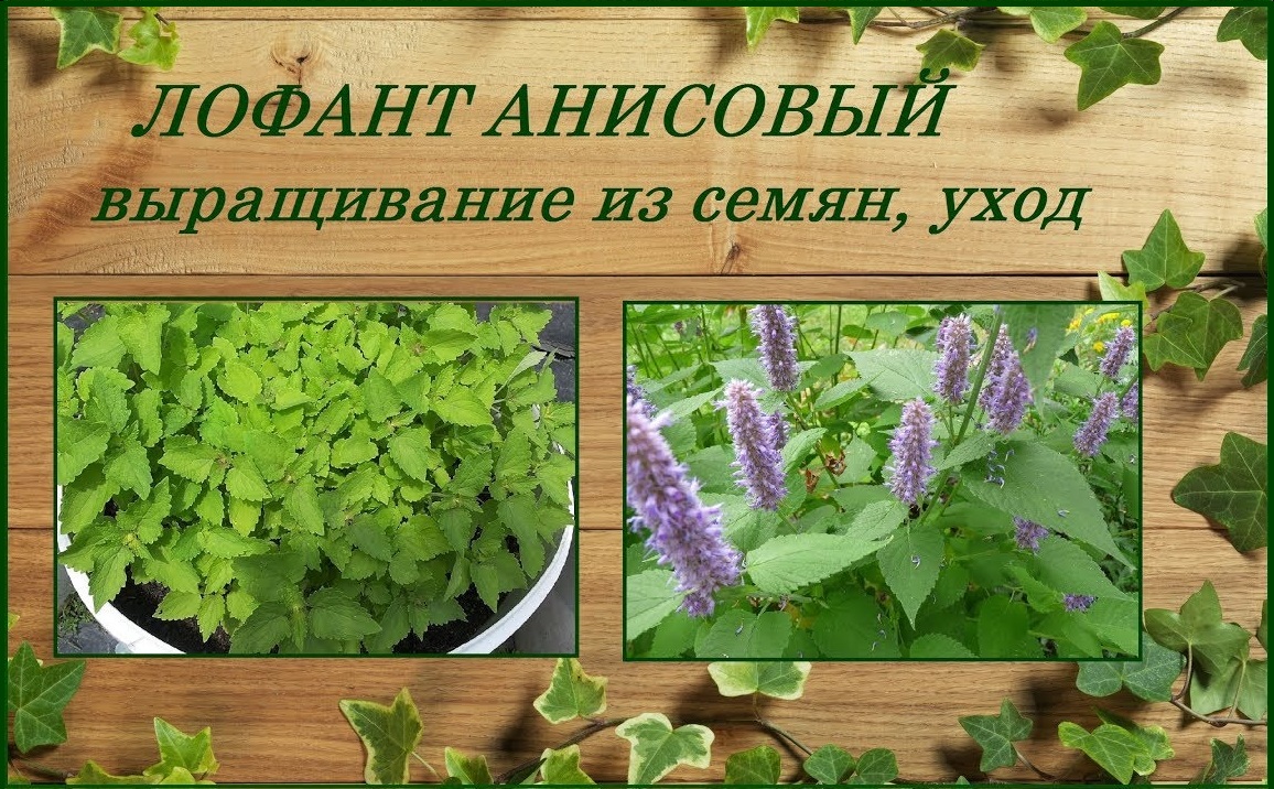 Лофант анисовый выращивание из семян, красивый и полезный многолетник в саду смотреть онлайн
