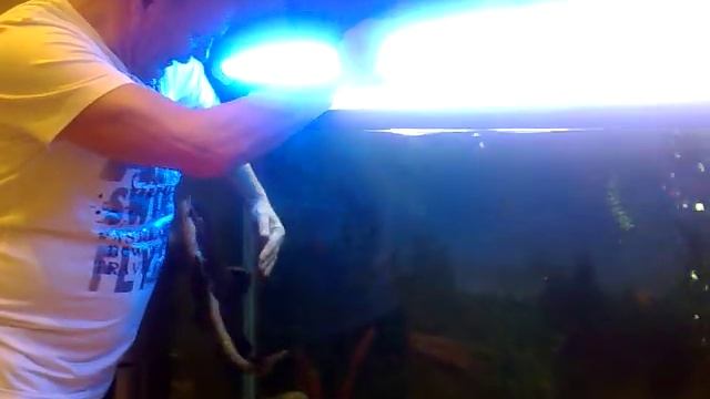 Отец приручил сома в аквариуме смотреть онлайн