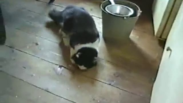 Летучая мышь смотреть онлайн