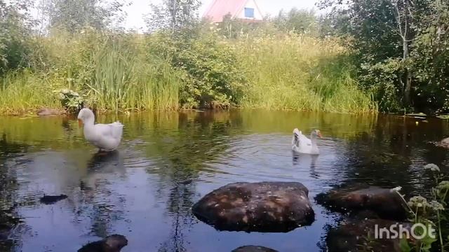 гуси на речке. порода холмогорская смотреть онлайн