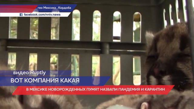 В мексиканском зоопарке появились Пандемия и Карантин смотреть онлайн
