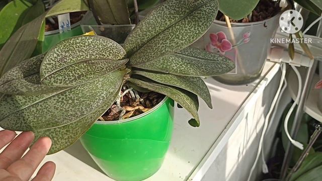 Продам Парфюмерную фабрику и азиатку. смотреть онлайн