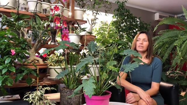 МОИ ФИЛОДЕНДРОНЫ И НОВИНКА КСАНАДУ ПЛЮС ПОЕЗДКА В САДОВЫЙ ЦЕНТР смотреть онлайн