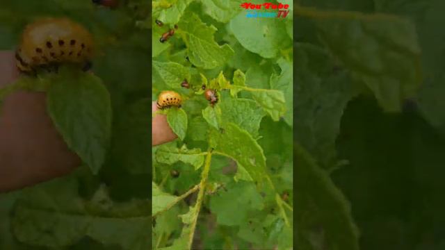 Как колорадский жук 🐞 жрёт картошку ❓ смотреть онлайн