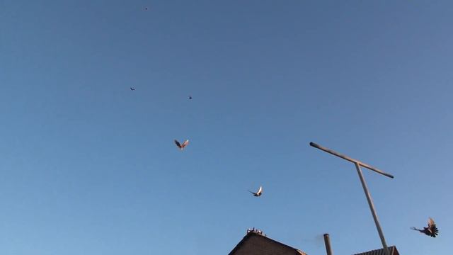 13 ноября НИКОЛАЕВСКИЕ ГОЛУБИ смотреть онлайн