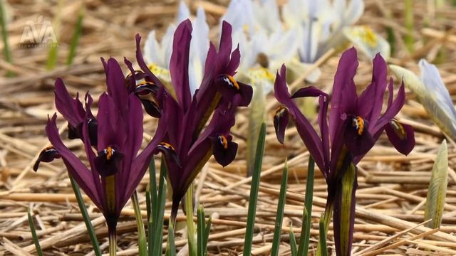 'George' - Iris Reticulata