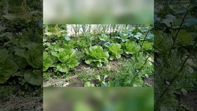 Пекинская капуста/голубцы/одежка для газовой печки смотреть онлайн