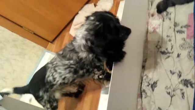 Папаша пришел к своим детям)