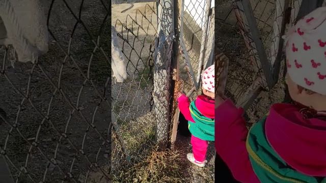 Доча Айлин и щенок тазы Акбакай смотреть онлайн