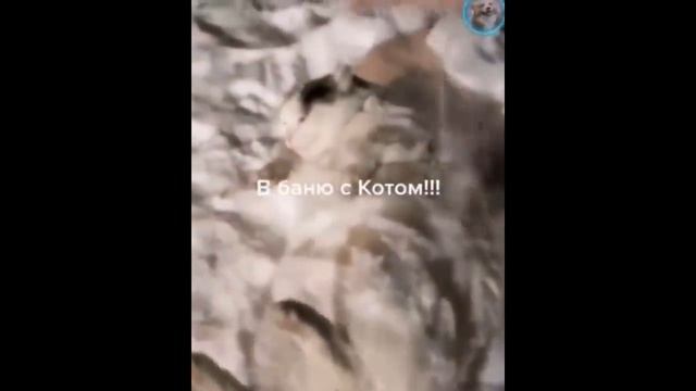 ПОПРОБУЙ НЕ ЗАСМЕЯТЬСЯ!!! САМЫЕ СМЕШНЫЕ КОТЫ!!! ЗАСМЕЯЛСЯ - ПРОИГРАЛ! ОЧЕНЬ СМЕШНЫЕ ВИДЕО смотреть онлайн