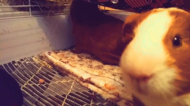 Что должно быть в клетке морской свинки?/ Новое название для канала! смотреть онлайн