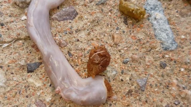 Как избавиться от куриных квартирантов /// Экстренный выпуск смотреть онлайн