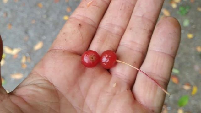 Malus x robusta - Siberian mini Apple tastes like Rosehips смотреть онлайн
