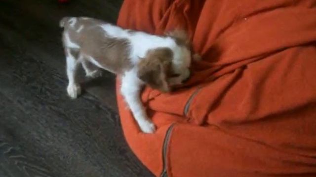 Девочка Кавалер Кинг Чарльз Спаниель смотреть онлайн