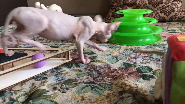 Малыш Канадского Сфинкса❤️играет смотреть онлайн