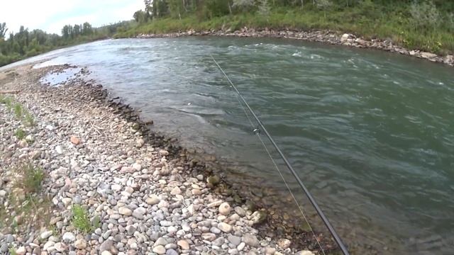 Рыбалка в горном Алтае. Реки Бия Пыжа Сарыкокша и Уймень.