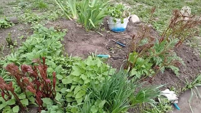 ПРОДЕЛАЛА БОЛЬШУЮ РАБОТУ/УСТАЛА ОЧЕНЬ/ГОВОРЮ И ПОКАЗЫВАЮ/КОГДА ЕСТЬ ЖЕЛАНИЕ/ПРОДУКТИВНЫЙ ДАЧНЫЙ ВЛО смотреть онлайн