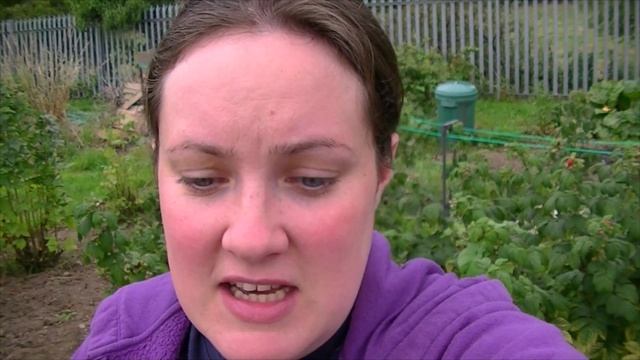 Alouette Potato Reveal I Foodie Gardening Allotment Y1E33