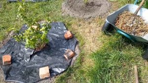 Смородина вам скажет, спасибо за это! Мульчирование кустов крыжовника.
