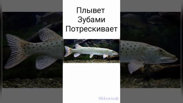 #щука амурская#смешные картинки# смотреть онлайн