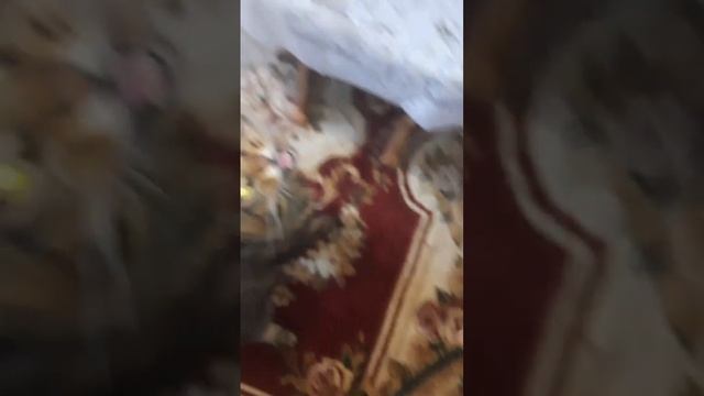 Завтрак кота, д-57 Суп с вермишелью. Верните вкусняшки!