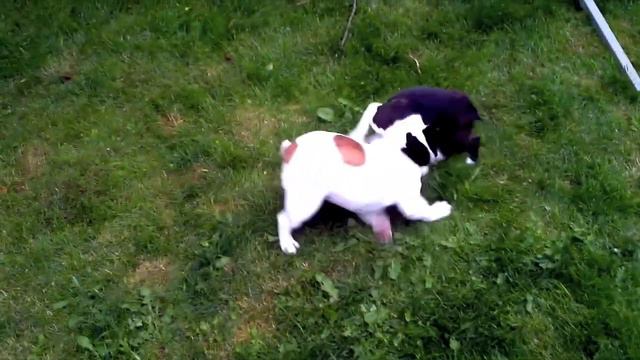 Boston Terrier vs English Bulldog