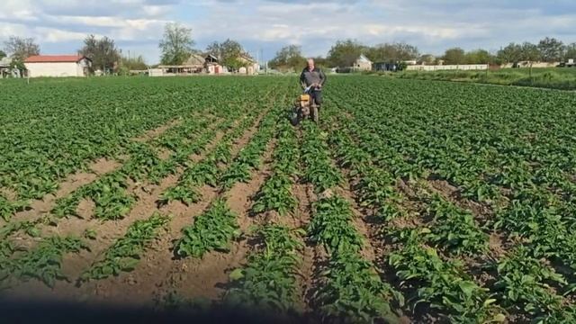 Окучивание картофеля дисковыми окучниками смотреть онлайн