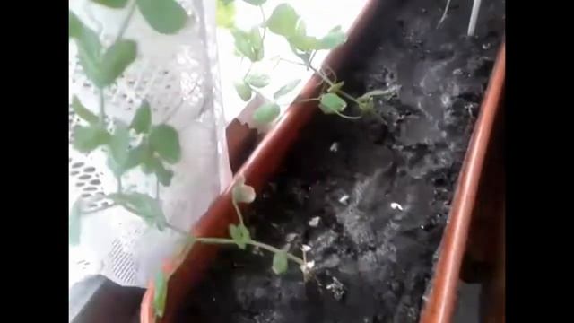 Выращивание гороха на окне, сорта Медовая лопатка, Алтайский изумруд смотреть онлайн