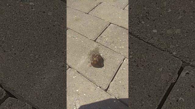 Рак отшельник смотреть онлайн