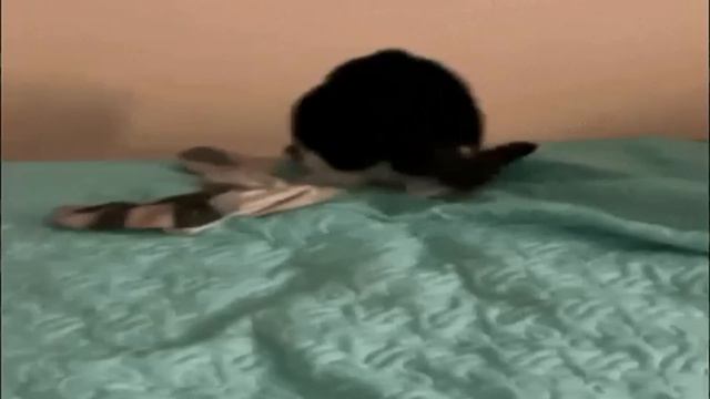 ПЕСНЯ  КРАСИВАЯ.  Поёт SarkisEdwards.  Автор ролика Носков Ник.