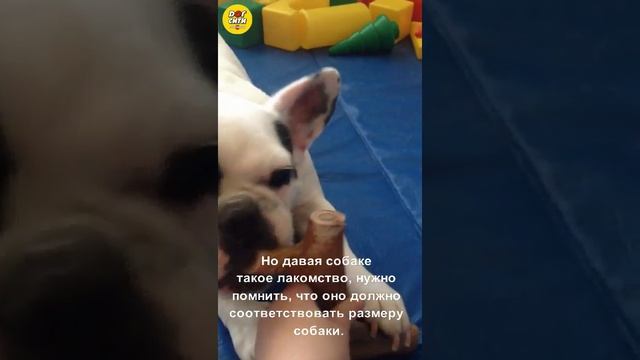 Бульдог и олений рог смотреть онлайн