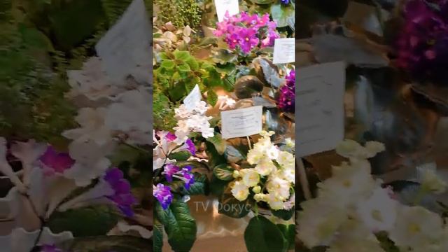 Фиалки. Выставка фиалок. Киевская выставка фиалок. 11 февраля 2021 г.