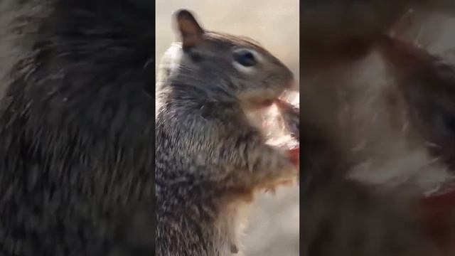 Белка: Запасливый грызун смотреть онлайн