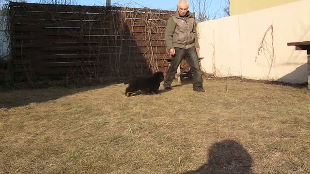 Бернский зенненхунд. Инес Из Большого Дома (зеленый), 9 недель. смотреть онлайн