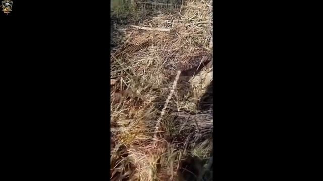 Я РЖАЛ ДО СЛЕЗ // ПРИКОЛЫ НА РЫБАЛКЕ // ШОК РЫБАЛКА смотреть онлайн