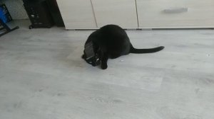 Пранк над котом Кокосом со скотчем  prank cat scotch кот и скотч прикол над котом