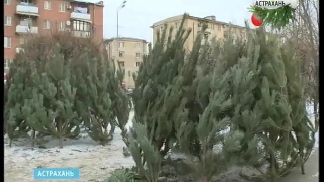 Ель, сосна и пихта: выбираем главный новогодний атрибут. смотреть онлайн