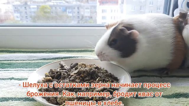 Почему морским свинкам нельзя зерно? / Морским свинкам нельзя зерно! смотреть онлайн
