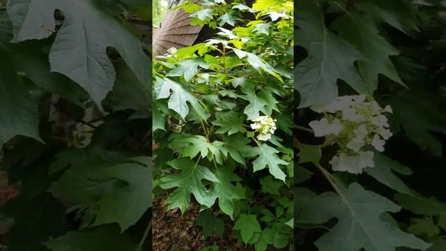 Ambler Arboretum Presents: Flowering Plants for Shady Spots смотреть онлайн