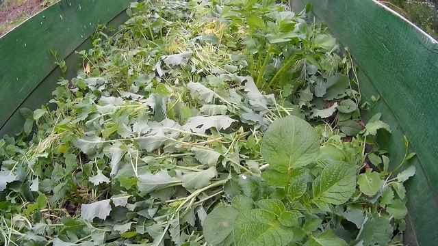 Посадка картофеля в коробе по рапсу смотреть онлайн