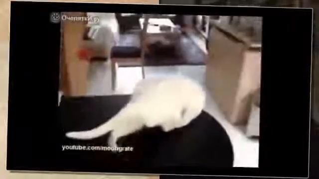 ПРИКОЛЫ! ИСПУГАННЫЙ КОТ! ПОЛНЫЙ РЖАЧ! смотреть онлайн