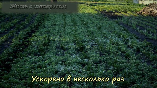 Самый лучший инструмент для быстрой прополки огорода смотреть онлайн
