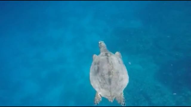 Egypt red sea turtle смотреть онлайн