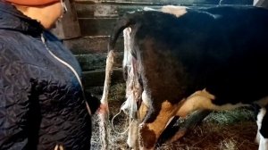 Лучший способ отделить послед у коровы