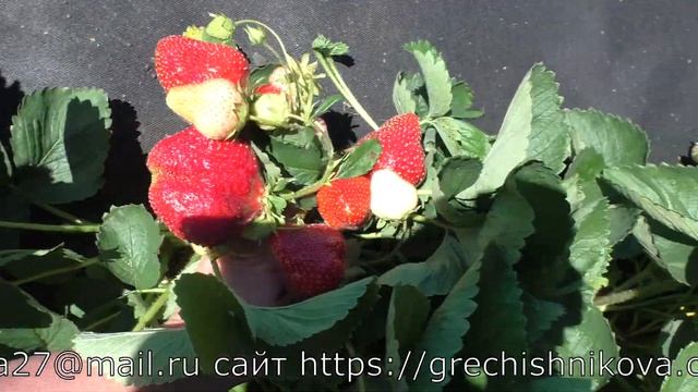 КЭБОТ великолепный позднеспелый сорт клубники смотреть онлайн