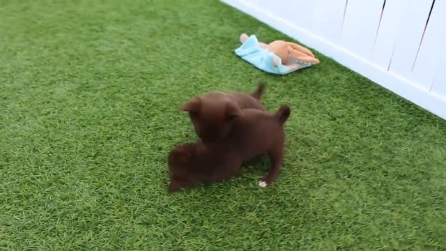PELEAS DE CACHORRITOS - PELEAS DE PERROS - PUPPY FIGHT - Perritos chihuahua jugando a las peleas смотреть онлайн