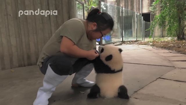 keeper encourages the panda cub to walk смотреть онлайн