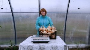 Гигантский лук  ЭКСИБИШЕН???